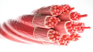 What are muscles and how they operate